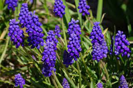 Le muscari à grappes